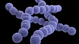 Streptococcus