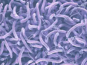 Vibrio